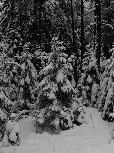 Preview wallpaper forest, trees, snow, winter, black and white