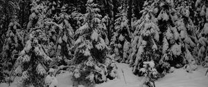 Preview wallpaper forest, trees, snow, winter, black and white