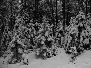 Preview wallpaper forest, trees, snow, winter, black and white