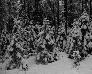 Preview wallpaper forest, trees, snow, winter, black and white
