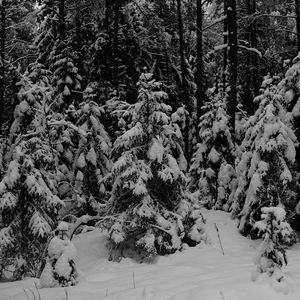 Preview wallpaper forest, trees, snow, winter, black and white