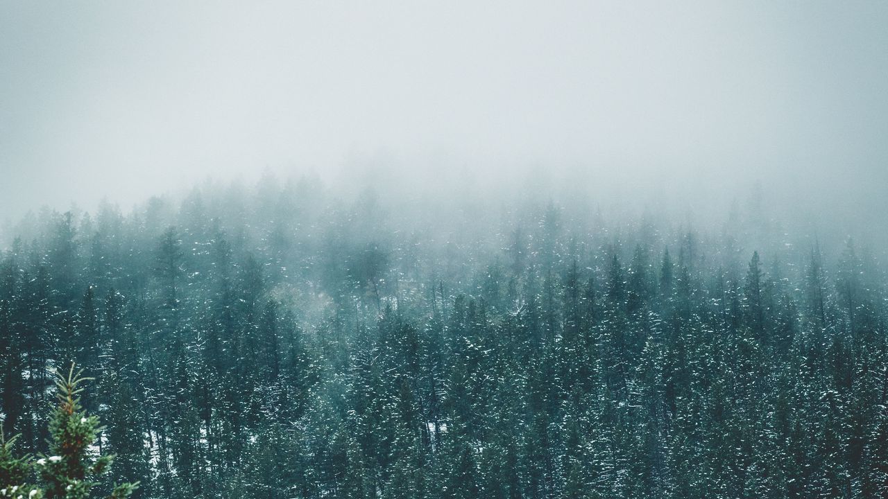 Wallpaper forest, trees, snow, landscape, nature