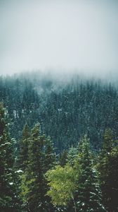 Preview wallpaper forest, trees, snow, landscape, nature