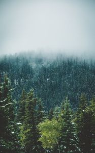 Preview wallpaper forest, trees, snow, landscape, nature