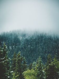 Preview wallpaper forest, trees, snow, landscape, nature