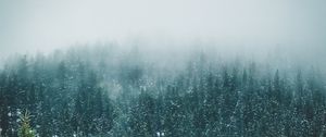 Preview wallpaper forest, trees, snow, landscape, nature