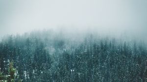 Preview wallpaper forest, trees, snow, landscape, nature