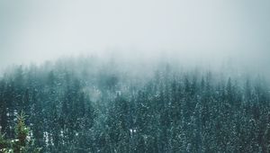 Preview wallpaper forest, trees, snow, landscape, nature
