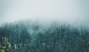 Preview wallpaper forest, trees, snow, landscape, nature