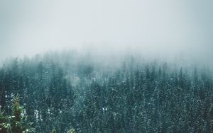 Preview wallpaper forest, trees, snow, landscape, nature