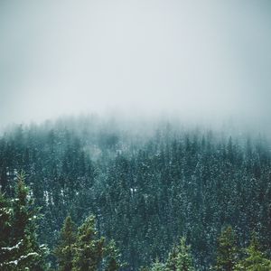 Preview wallpaper forest, trees, snow, landscape, nature