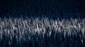 Preview wallpaper forest, trees, snow, winter, light, shadow