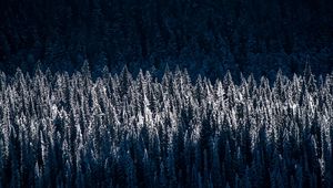 Preview wallpaper forest, trees, snow, winter, light, shadow