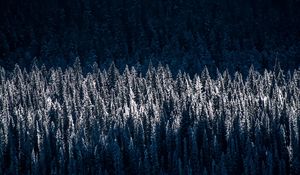 Preview wallpaper forest, trees, snow, winter, light, shadow