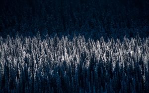 Preview wallpaper forest, trees, snow, winter, light, shadow