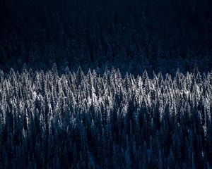 Preview wallpaper forest, trees, snow, winter, light, shadow