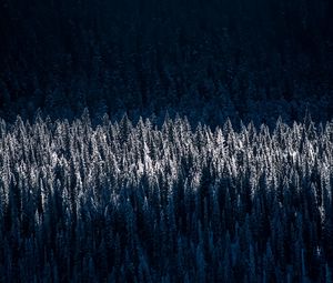 Preview wallpaper forest, trees, snow, winter, light, shadow