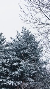 Preview wallpaper forest, trees, snow, branches, snowy, sky