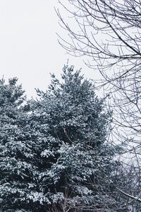 Preview wallpaper forest, trees, snow, branches, snowy, sky
