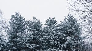 Preview wallpaper forest, trees, snow, branches, snowy, sky