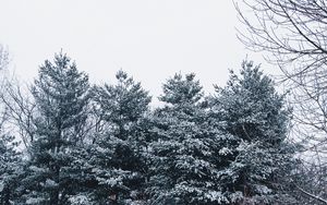 Preview wallpaper forest, trees, snow, branches, snowy, sky