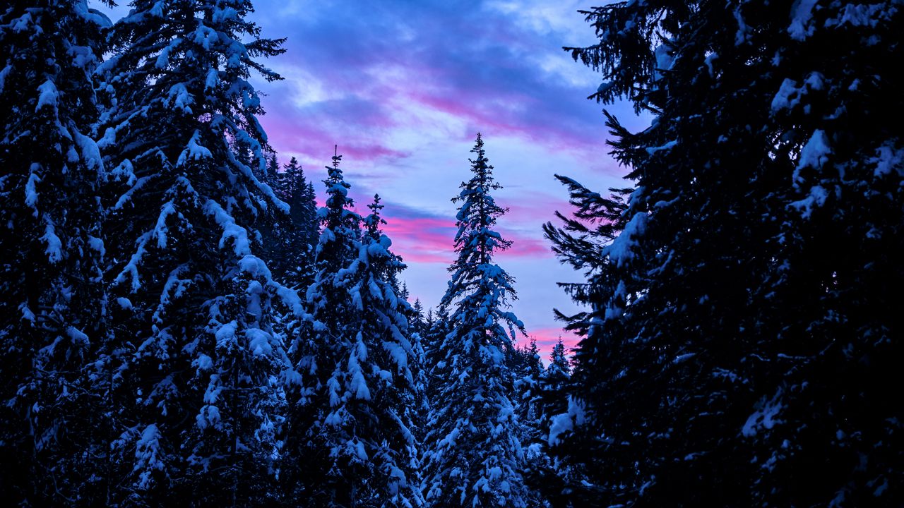 Wallpaper forest, trees, snow, sunset, sky