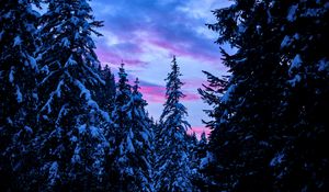 Preview wallpaper forest, trees, snow, sunset, sky