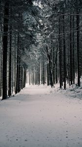Preview wallpaper forest, trees, snow, winter, pines