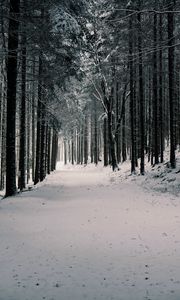 Preview wallpaper forest, trees, snow, winter, pines