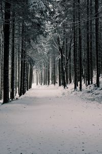 Preview wallpaper forest, trees, snow, winter, pines