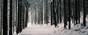 Preview wallpaper forest, trees, snow, winter, pines