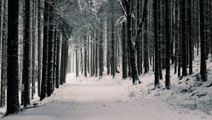 Preview wallpaper forest, trees, snow, winter, pines