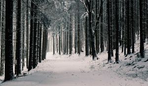 Preview wallpaper forest, trees, snow, winter, pines