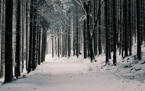 Preview wallpaper forest, trees, snow, winter, pines