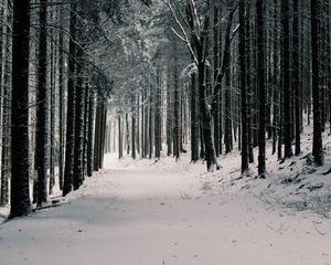 Preview wallpaper forest, trees, snow, winter, pines