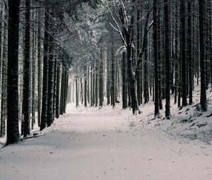 Preview wallpaper forest, trees, snow, winter, pines