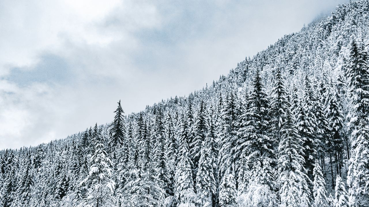 Wallpaper forest, trees, snow, snowy, winter