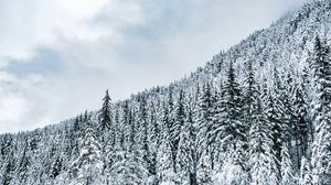 Preview wallpaper forest, trees, snow, snowy, winter
