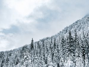 Preview wallpaper forest, trees, snow, snowy, winter