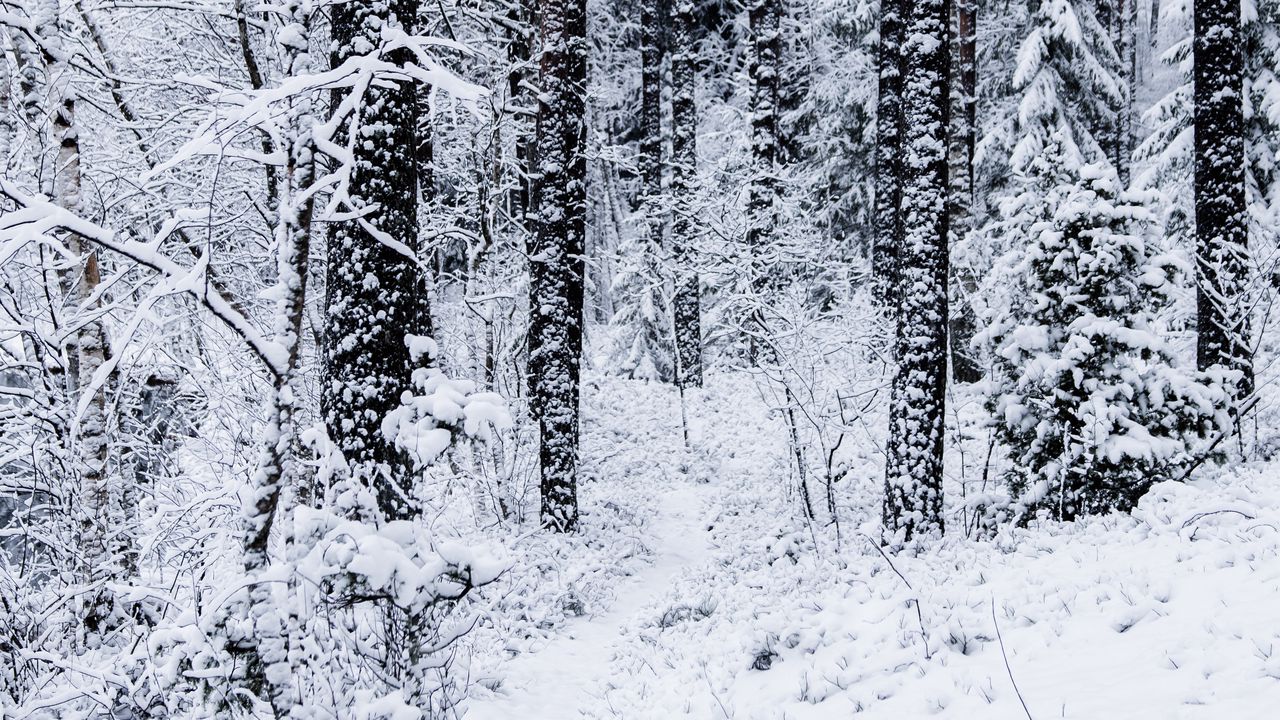 Wallpaper forest, trees, snow, winter, nature