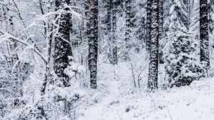 Preview wallpaper forest, trees, snow, winter, nature