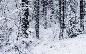 Preview wallpaper forest, trees, snow, winter, nature