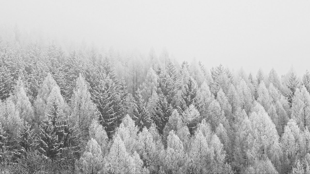 Wallpaper forest, trees, snow, nature, winter