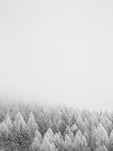 Preview wallpaper forest, trees, snow, nature, winter
