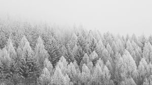 Preview wallpaper forest, trees, snow, nature, winter