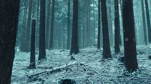 Preview wallpaper forest, trees, snow, winter forest, branches