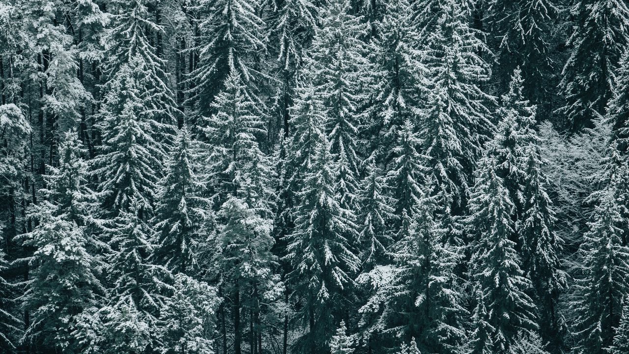 Wallpaper forest, trees, snow, winter, fir