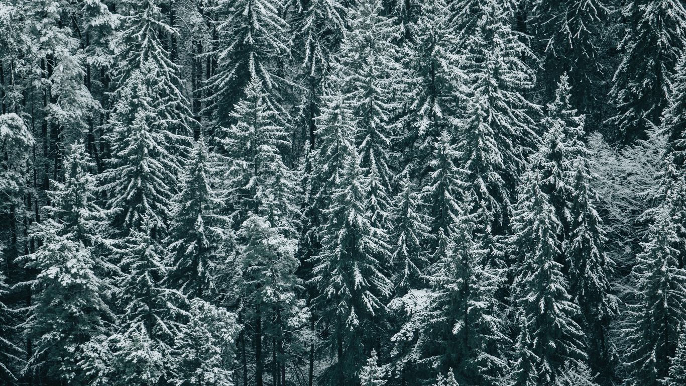 Download wallpaper 1366x768 forest, trees, snow, winter, fir tablet ...