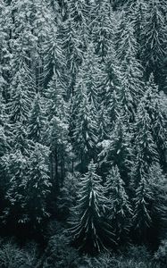 Preview wallpaper forest, trees, snow, winter, fir