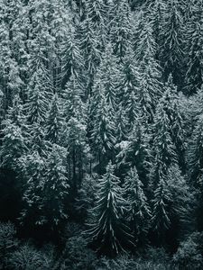 Preview wallpaper forest, trees, snow, winter, fir